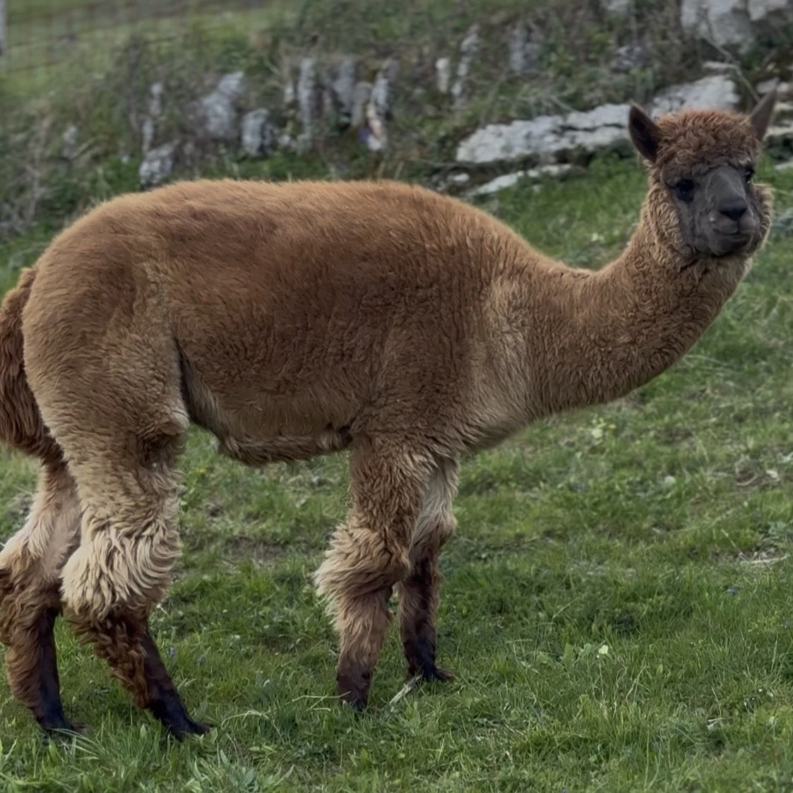 Fiona-1